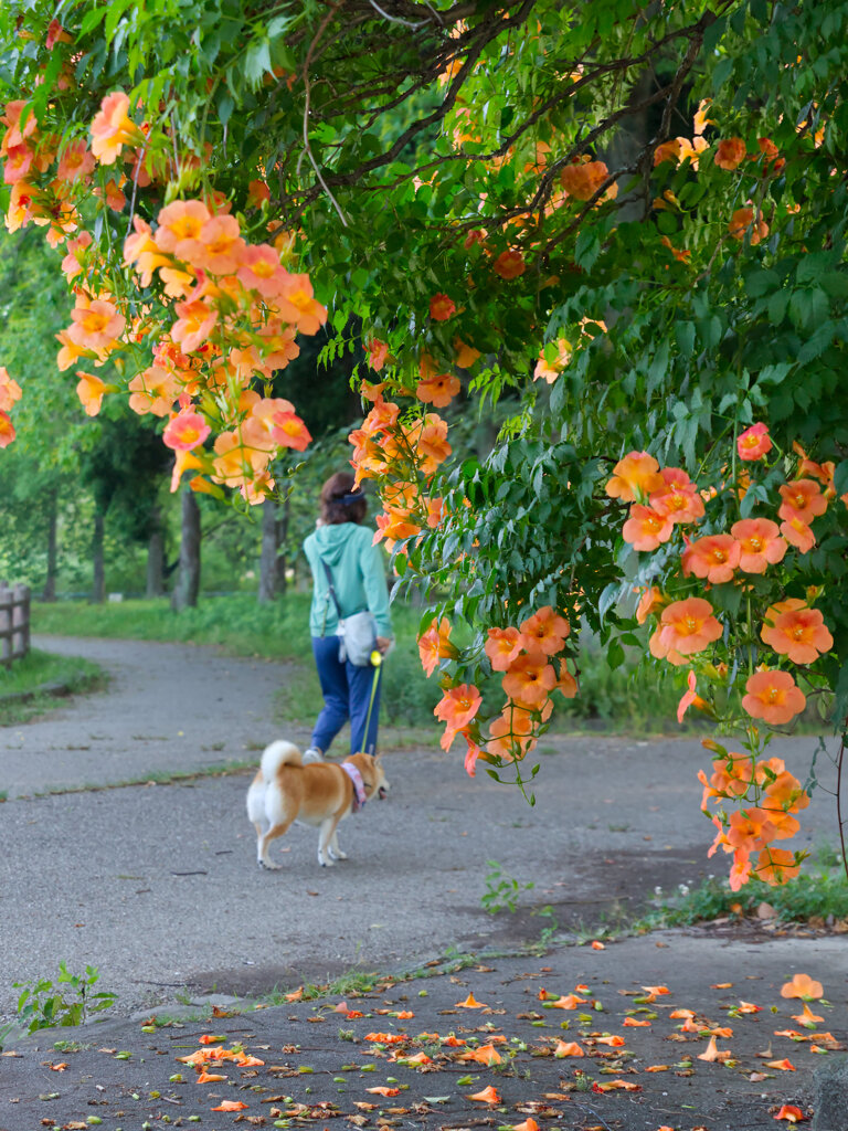 早朝の公園
