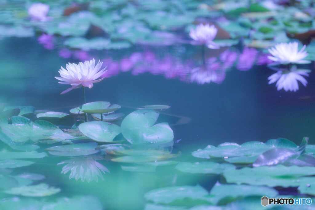 初夏の池