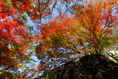 見上げれば秋