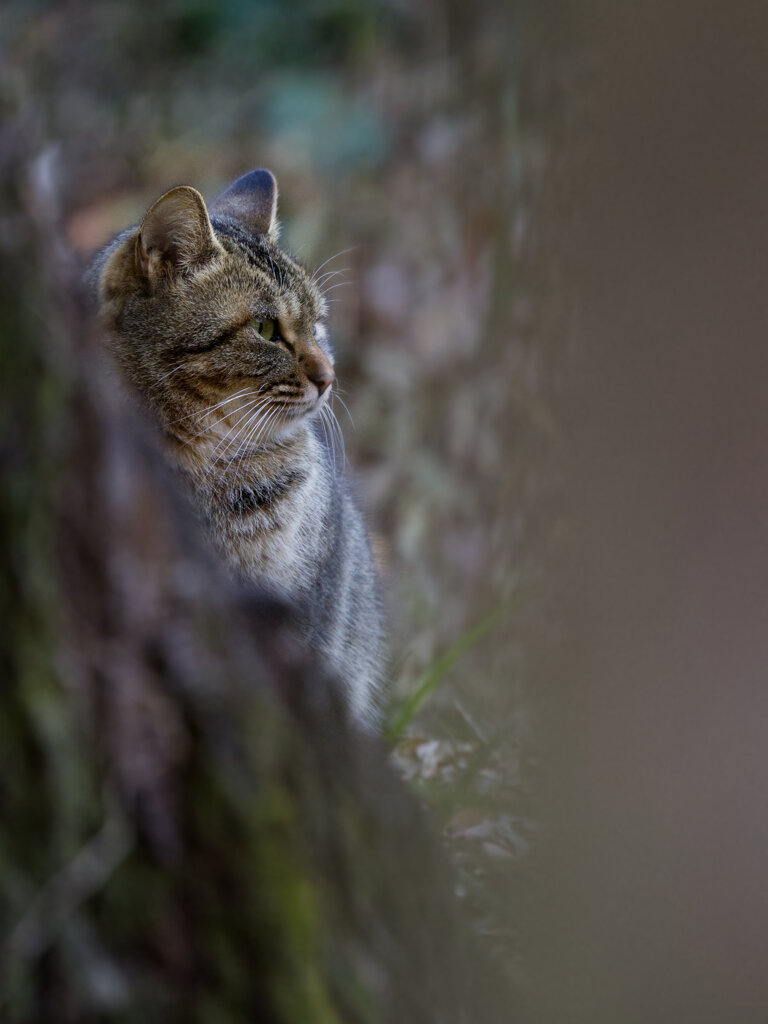 孤高の野良ネコ