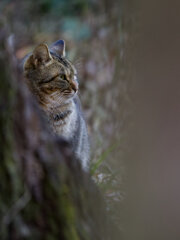 孤高の野良ネコ