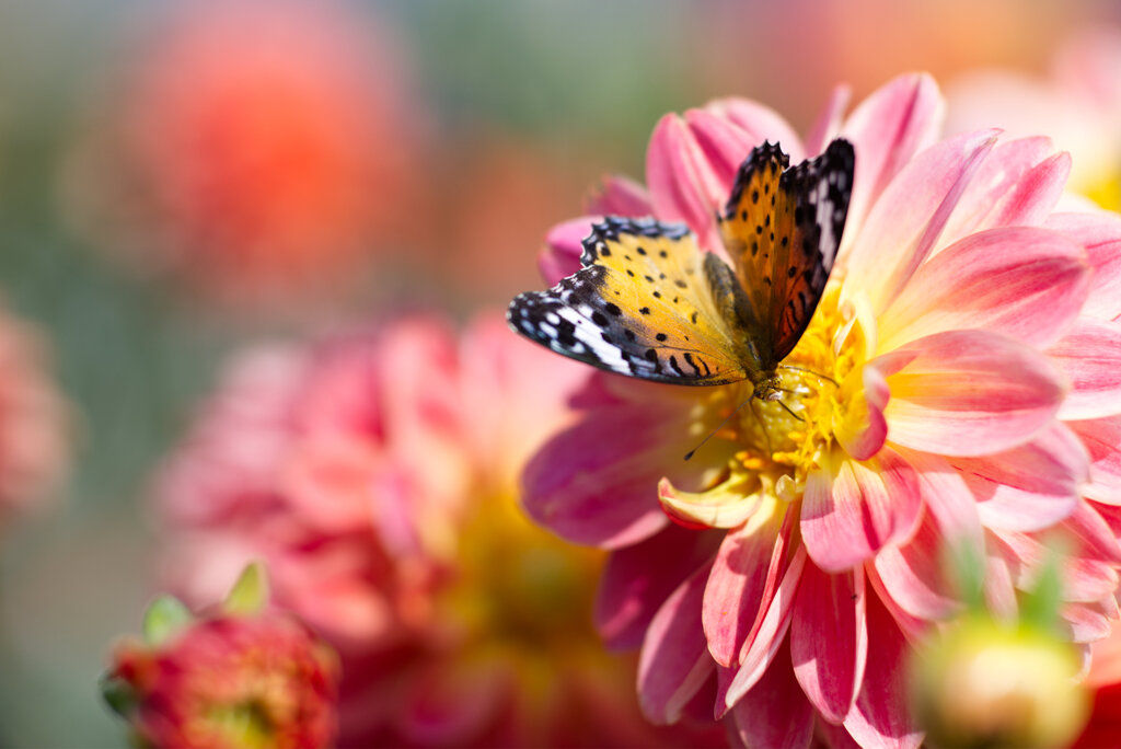 ダリアとツマグロヒョウモン