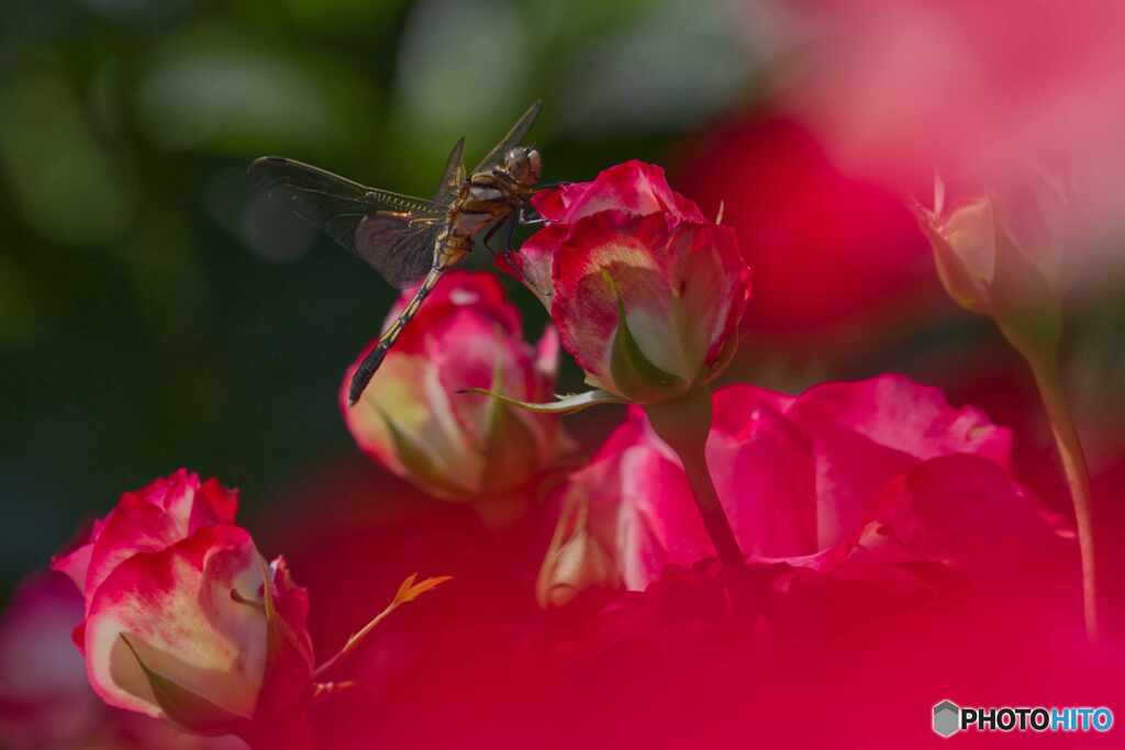 薔薇と蜻蛉