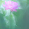 早朝に咲く