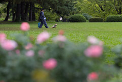 休日のバラ園 休日のバラ園