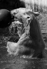 水遊び