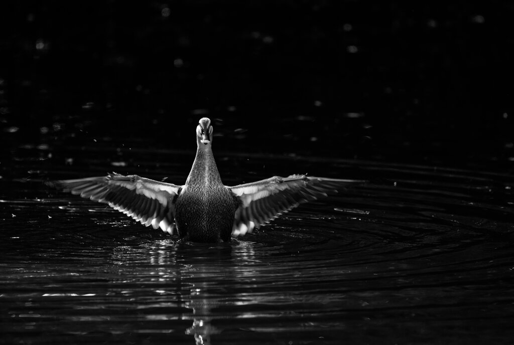 されどカルガモ