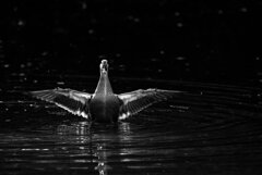 されどカルガモ