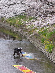 のんぼり洗い