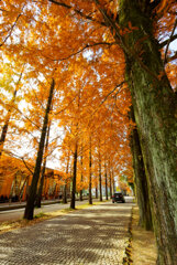 オレンジロード