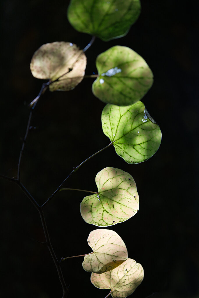 まるくいろづく