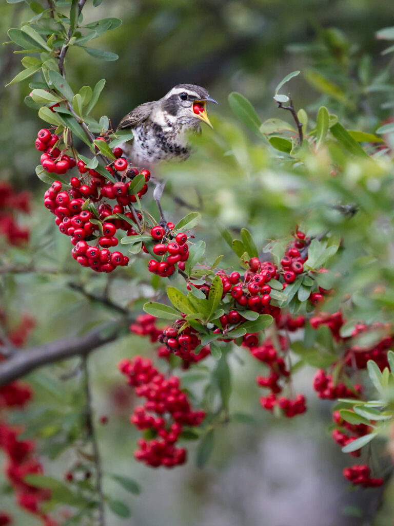 待ちわびた冬の使者