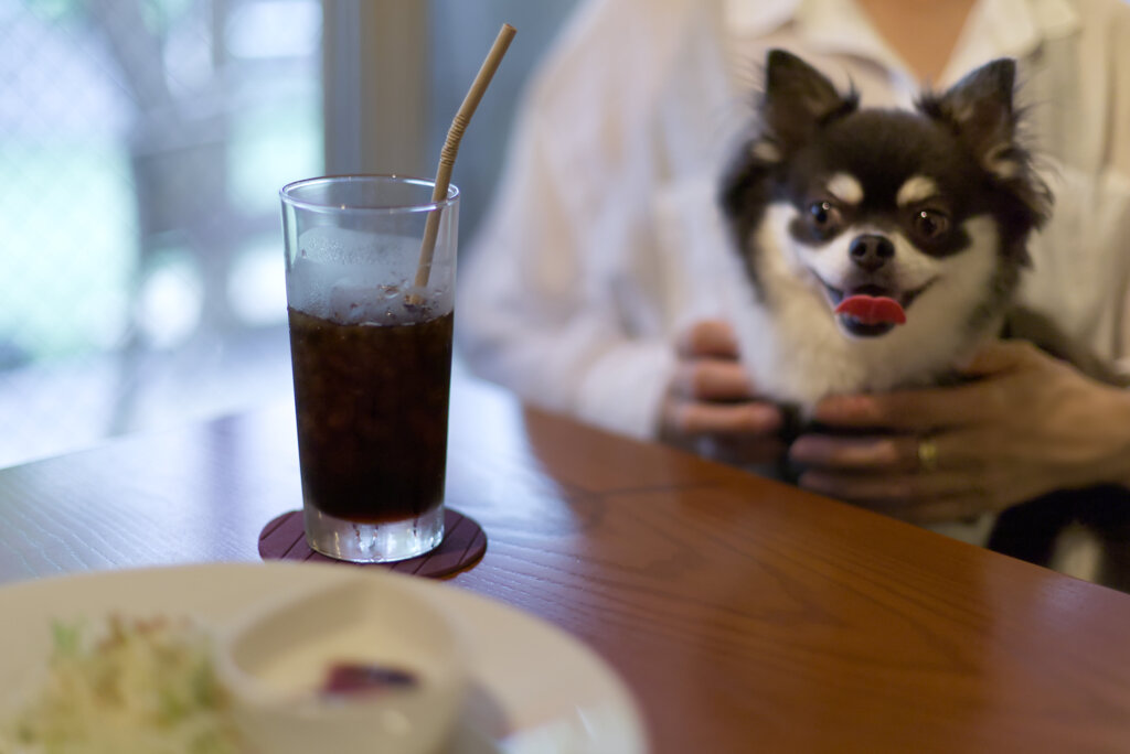 ドッグカフェにて