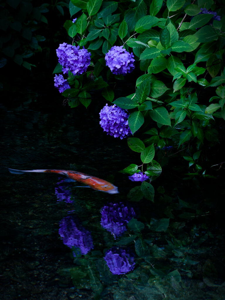 梅雨景色