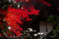 照るもみじ