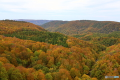 八甲田山の紅葉