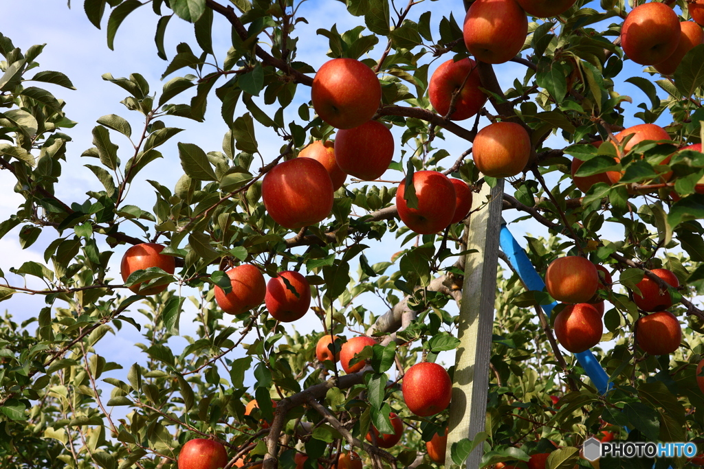 りんご 収穫本番
