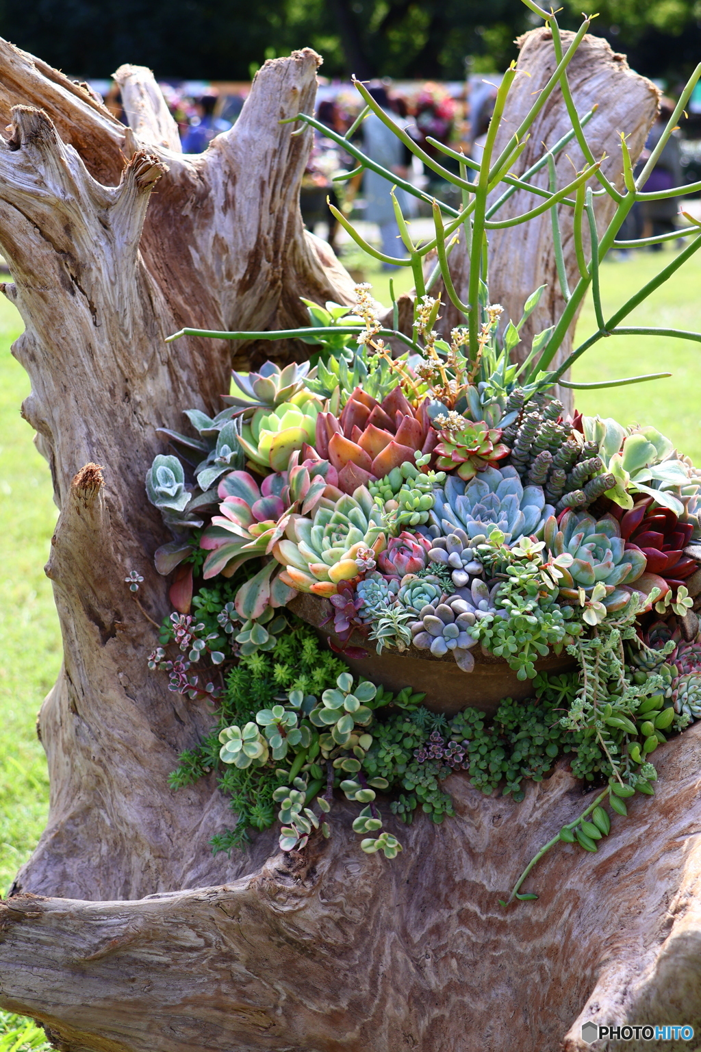 色々多肉植物
