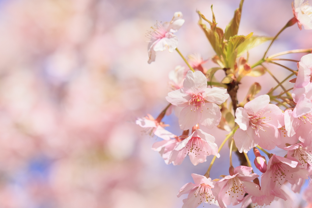 桜