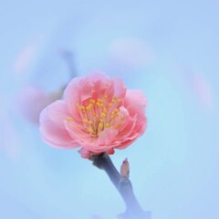 梅2