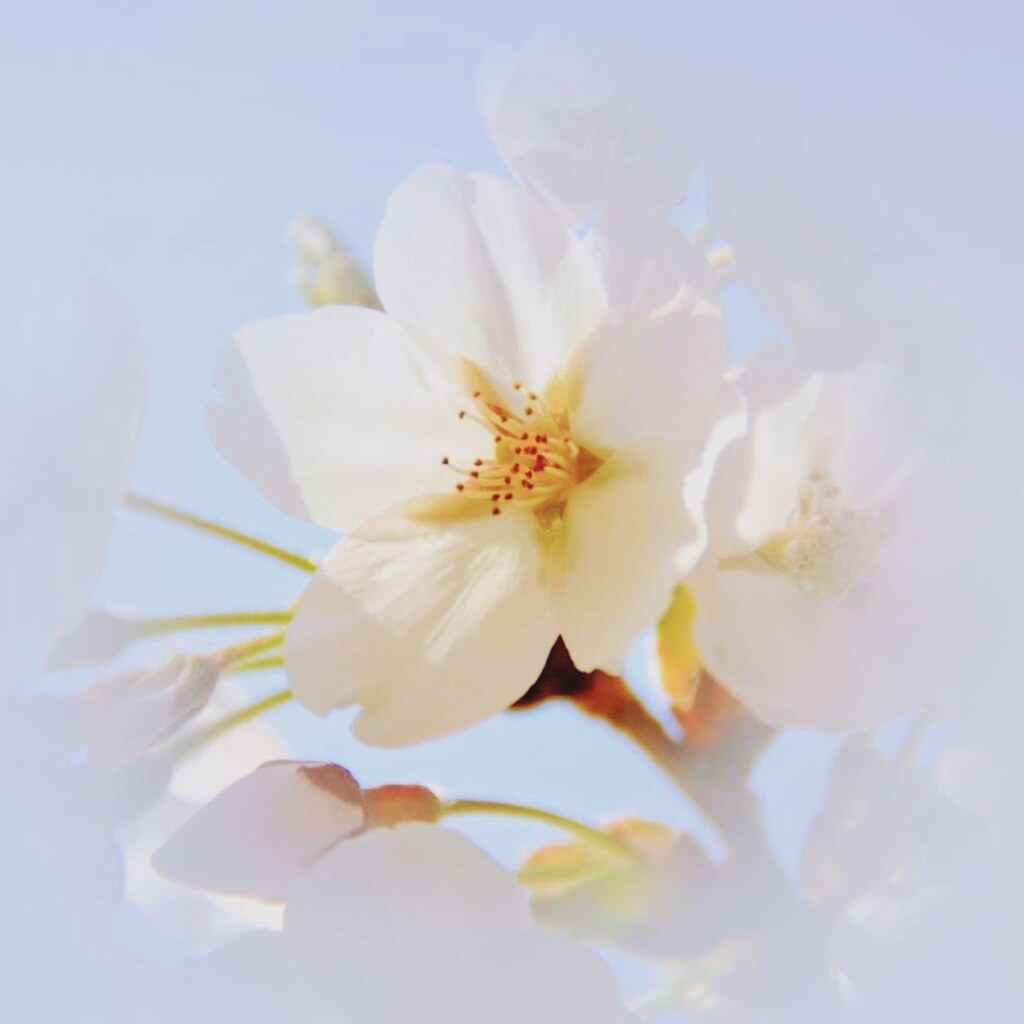 桜1