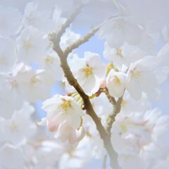 桜3