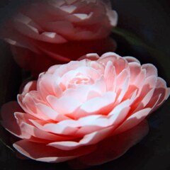 乙女椿