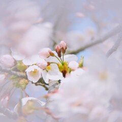 桜2