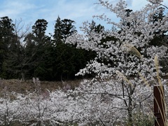 青花園