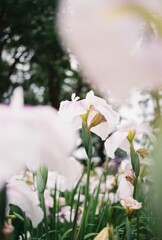 花しょうぶ