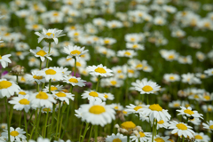 ５月の公園の花壇