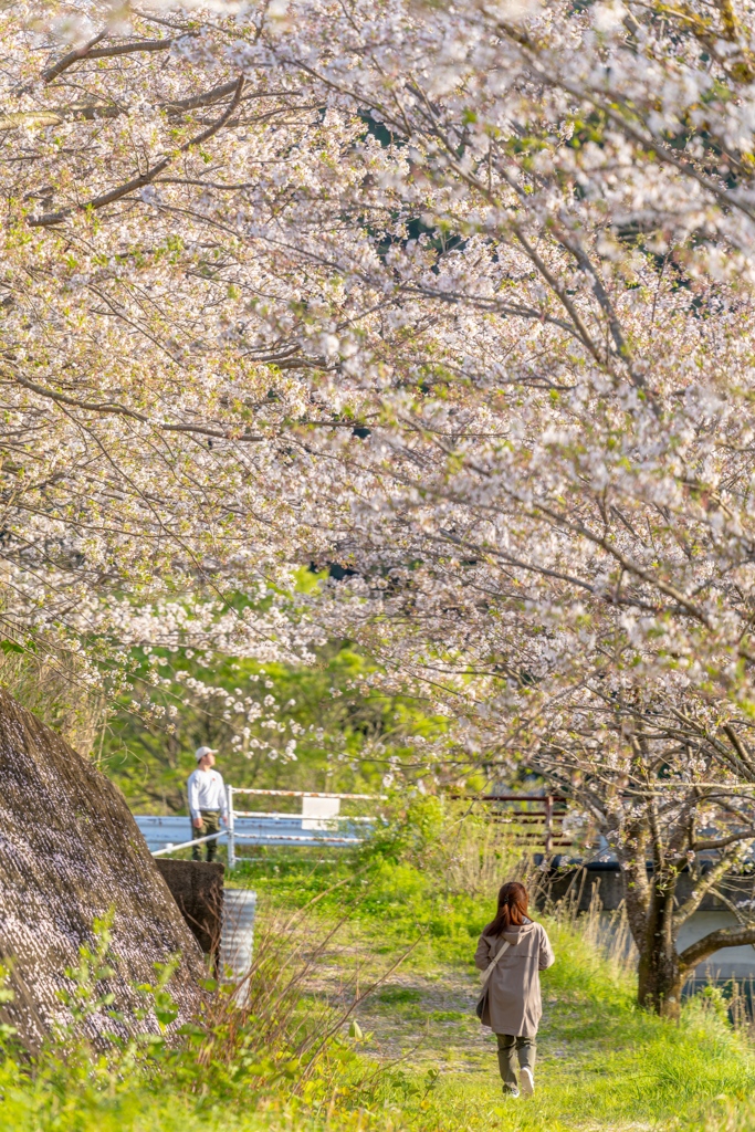 桜散歩