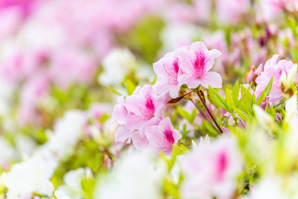 桜のあとは...ツツジ！