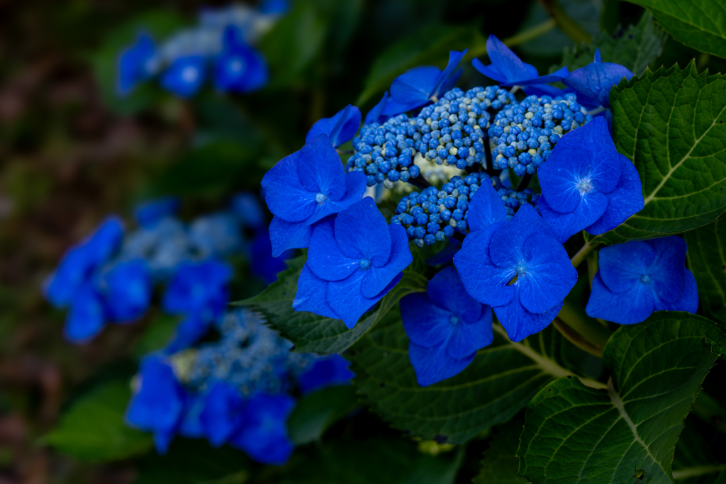 アジサイ 紫陽花 あじさい
