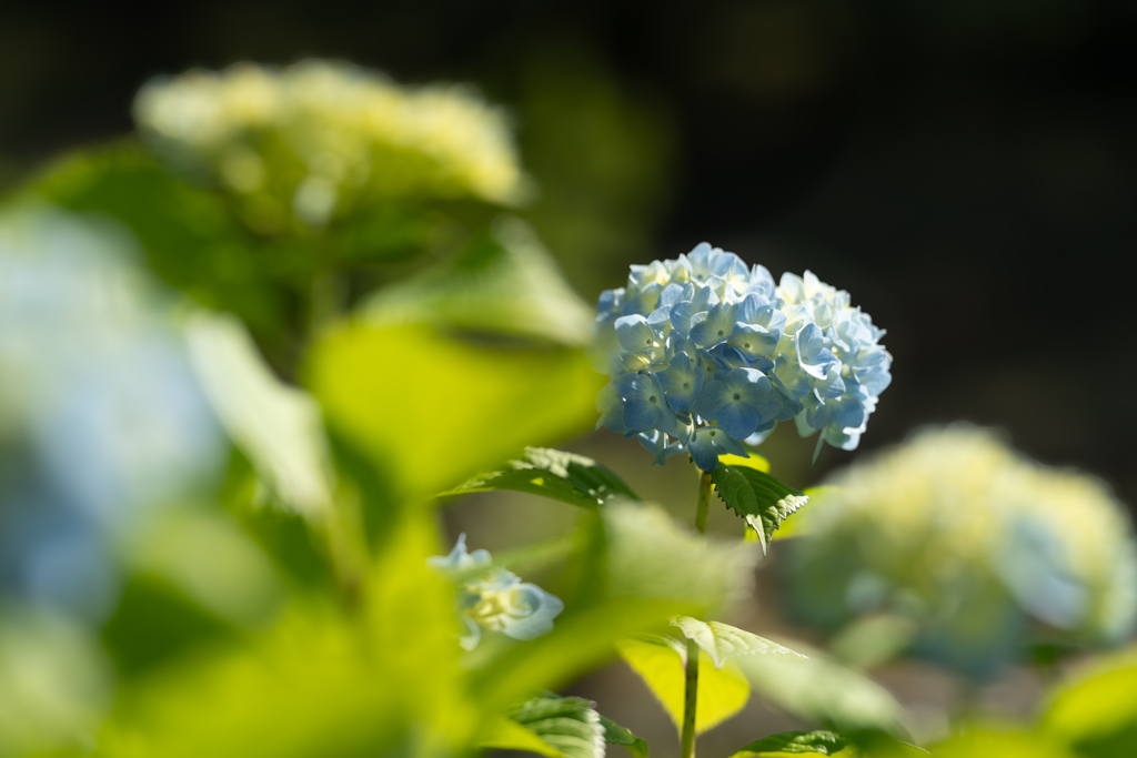 アジサイ 紫陽花 あじさい