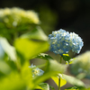 アジサイ 紫陽花 あじさい
