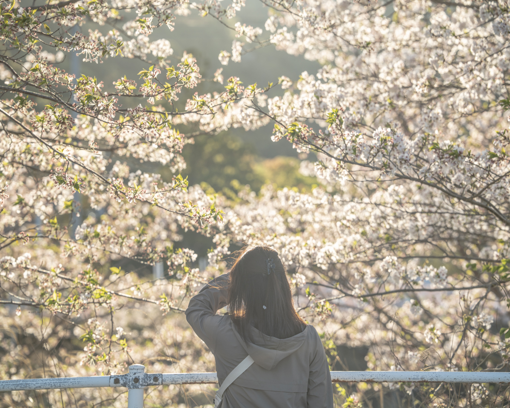 桜まぶしい日