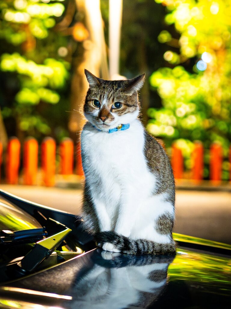 神社ネコ