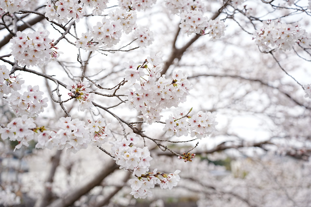 桜の写真