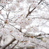 桜の写真