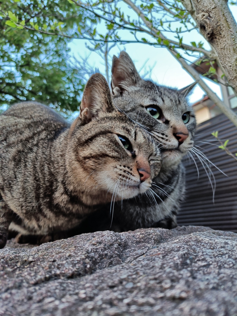 すりすり