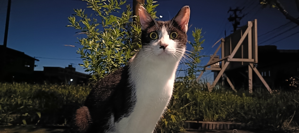 今夜は涼しいにゃー