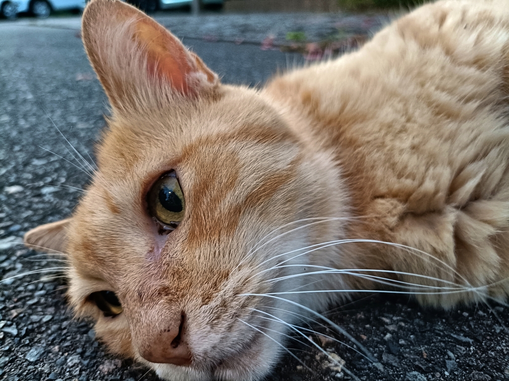 まだ火曜日・・・・かにゃ