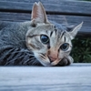 にゃんに？