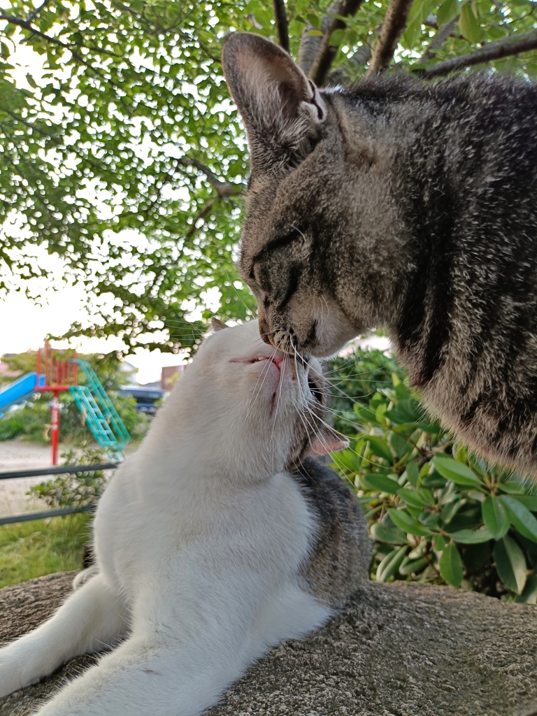 ちゃちゃちゃちゃ〜ん♪