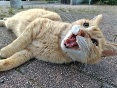 ディープインパクト