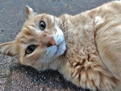 ・・・・ふくよかですね。