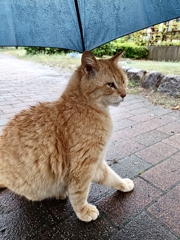 梅雨