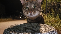 地域猫No.1