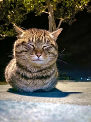 雪だるま去りて猫だるま来たり